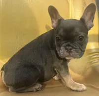 Maui, a female French Bulldog for sale in Greensboro, NC – Photo 2 of 6