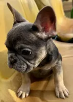 Maui, a female French Bulldog for sale in Greensboro, NC – Photo 6 of 6