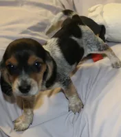 Daisey, a female Beagle for sale in Greensboro, NC – 4 of 4