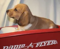 Chase, a male Beagle for sale in Greensboro, NC – 4 of 4