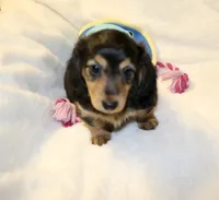 Winnie, a female Miniature Dachshund for sale in Greensboro, NC – 4 of 4