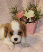 Lemonade, a female Cavalier King Charles Spaniel for sale in Greensboro, NC – 2 of 3