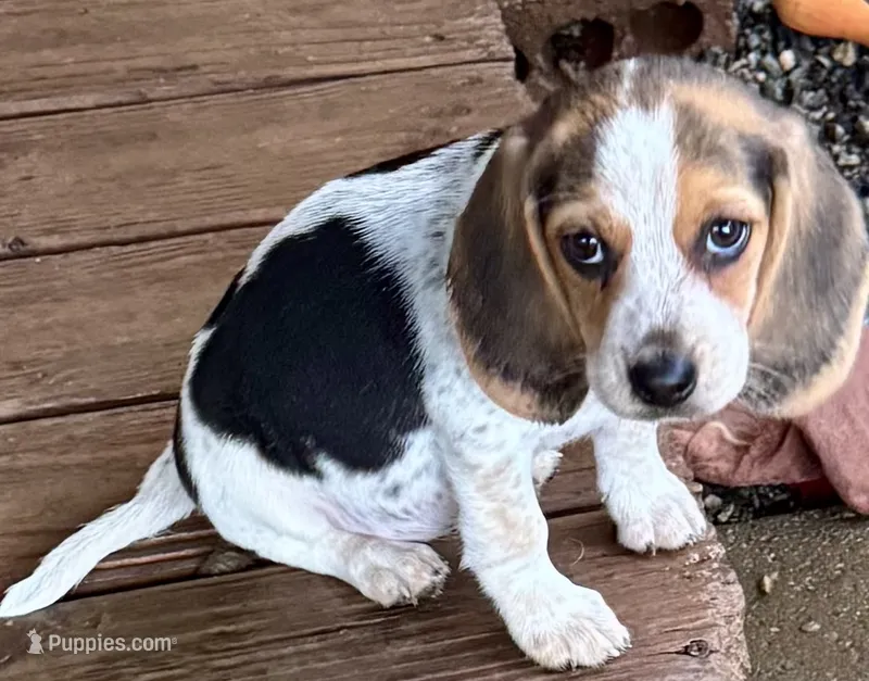 Lucy – Beagle puppy for sale in Greensboro, NC