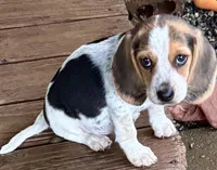 Lucy, a female Beagle for sale in Greensboro, NC – 1 of 2