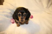Winnie, a female Miniature Dachshund for sale in Greensboro, NC – 3 of 4