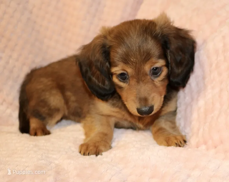 Olive – Miniature Dachshund puppy for sale in Greensboro, NC