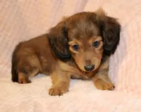 Olive, a female Miniature Dachshund for sale in Greensboro, NC – 1 of 4