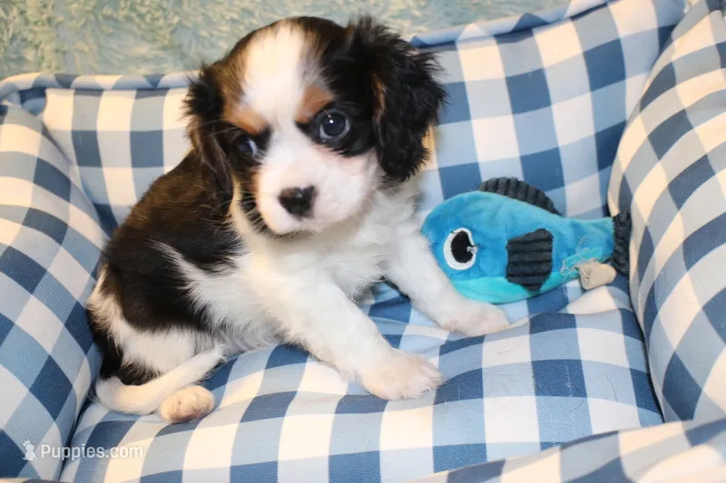 Windsor – Cavalier King Charles Spaniel puppy for sale in Greensboro, NC