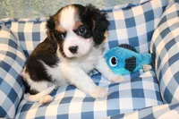 Windsor, a male Cavalier King Charles Spaniel for sale in Greensboro, NC – 1 of 3
