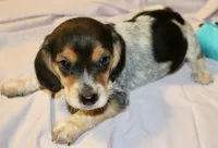 Daisey, a female Beagle for sale in Greensboro, NC – 2 of 4
