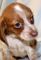 Banjo, a male Beagle for sale in Greensboro, NC – 2 of 3
