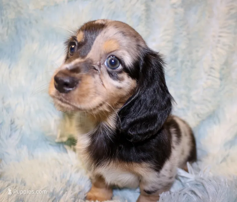Frankie – Miniature Dachshund puppy for sale in Greensboro, NC