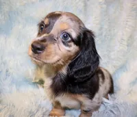 Frankie, a male Miniature Dachshund for sale in Greensboro, NC – 1 of 5