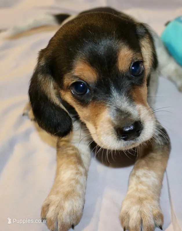 Daisey – Beagle puppy for sale in Greensboro, NC