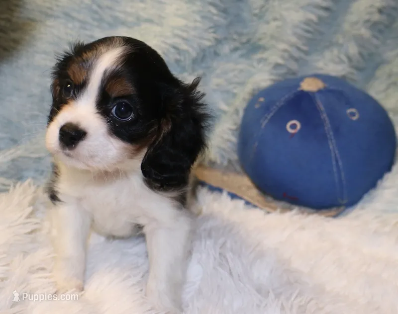 Winston – Cavalier King Charles Spaniel puppy for sale in Greensboro, NC