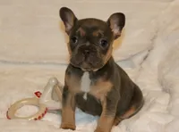 ELeanor, a female French Bulldog for sale in Greensboro, NC – Photo 1 of 3