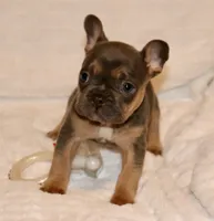 ELeanor, a female French Bulldog for sale in Greensboro, NC – Photo 3 of 3