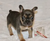 ELeanor, a female French Bulldog for sale in Greensboro, NC – Photo 2 of 3