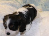 Winston, a male Cavalier King Charles Spaniel for sale in Greensboro, NC – 2 of 3