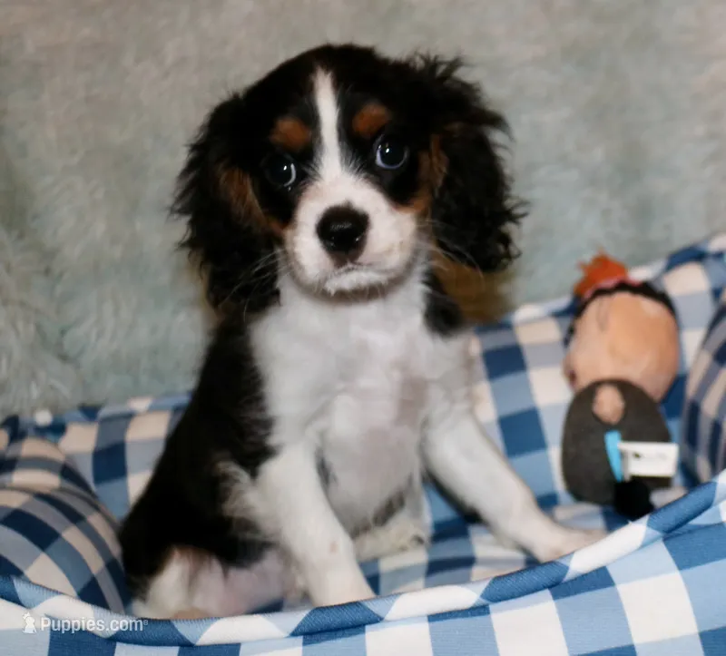 Winston – Cavalier King Charles Spaniel puppy for sale in Greensboro, NC