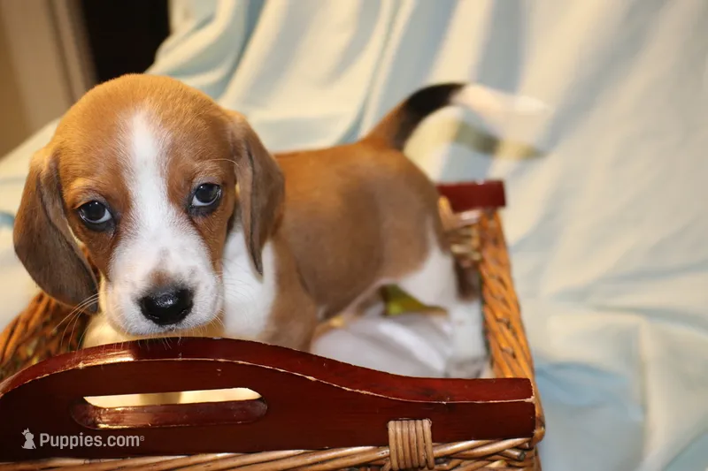 Cody – Beagle puppy for sale in Greensboro, NC