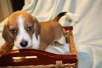 Cody, a male Beagle for sale in Greensboro, NC – 1 of 3