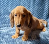 Luke, a male Miniature Dachshund for sale in Greensboro, NC – Photo 1 of 3