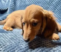 Luke, a male Miniature Dachshund for sale in Greensboro, NC – Photo 2 of 3