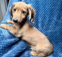 Luke, a male Miniature Dachshund for sale in Greensboro, NC – Photo 3 of 3