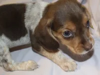 Scrappy, a female Beagle for sale in Greensboro, NC – 3 of 3