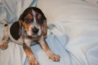 Snoopy, a male Beagle for sale in Greensboro, NC – 2 of 5