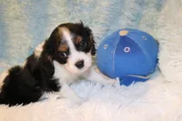 Winston, a male Cavalier King Charles Spaniel for sale in Greensboro, NC – 3 of 3