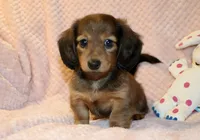Olive, a female Miniature Dachshund for sale in Greensboro, NC – 2 of 4