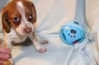 Banjo, a male Beagle for sale in Greensboro, NC – 3 of 3