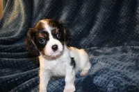 Bently, a male Cavalier King Charles Spaniel for sale in Greensboro, NC – 3 of 3