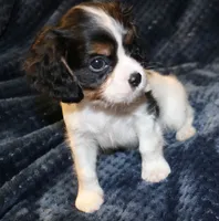 Bently, a male Cavalier King Charles Spaniel for sale in Greensboro, NC – 2 of 3