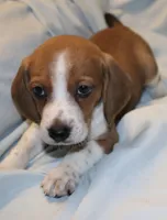Cody, a male Beagle for sale in Greensboro, NC – 3 of 3