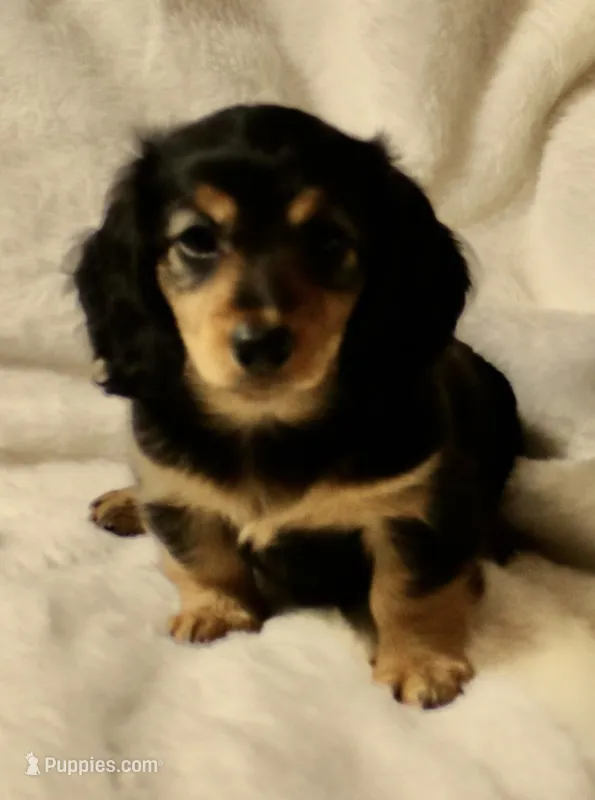 Winnie – Miniature Dachshund puppy for sale in Greensboro, NC
