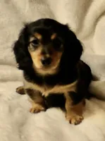Winnie, a female Miniature Dachshund for sale in Greensboro, NC – 1 of 4