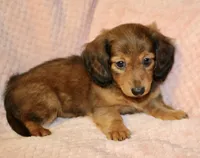 Olive, a female Miniature Dachshund for sale in Greensboro, NC – 4 of 4