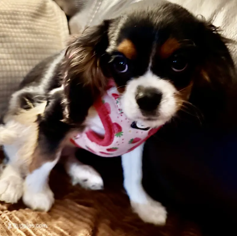 Charlie – Cavalier King Charles Spaniel puppy for sale in Greensboro, NC