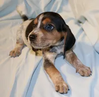 Snoopy, a male Beagle for sale in Greensboro, NC – 4 of 5