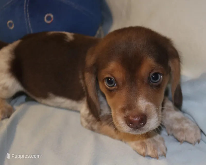 Roadie – Beagle puppy for sale in Greensboro, NC