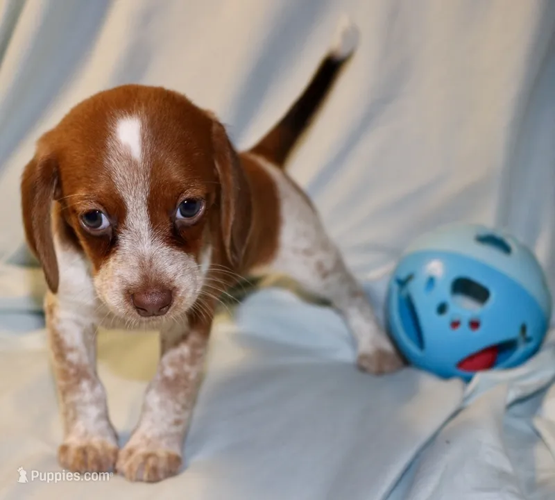 Banjo – Beagle puppy for sale in Greensboro, NC