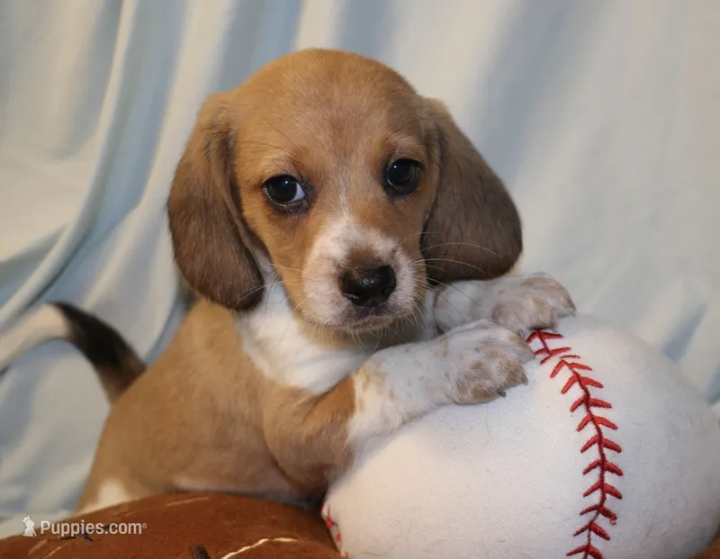 Chase – Beagle puppy for sale in Greensboro, NC