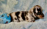 Frankie, a male Miniature Dachshund for sale in Greensboro, NC – 2 of 5