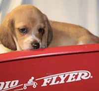 Chase, a male Beagle for sale in Greensboro, NC – 3 of 4