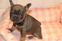 Maui, a female French Bulldog for sale in Greensboro, NC – Photo 1 of 3