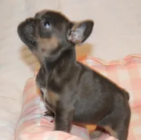 Maui, a female French Bulldog for sale in Greensboro, NC – Photo 2 of 3