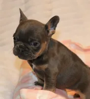 Maui, a female French Bulldog for sale in Greensboro, NC – Photo 3 of 3